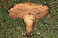Tylopilus tabacinus