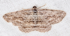 Psilosticha attacta