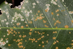 Cephaleuros virescens