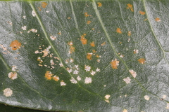 Cephaleuros virescens