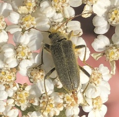 Cortodera