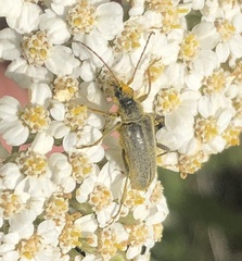 Cortodera