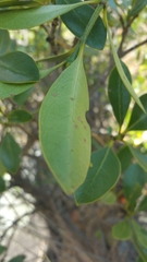Psychotria isalensis image
