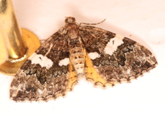 Chrysolarentia phaedra