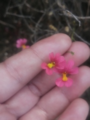 Nemesia pageae