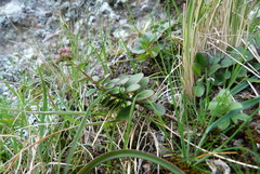 Veronica lavaudiana