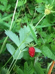 Fragaria vesca americana