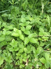 Fragaria vesca americana