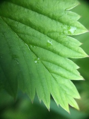 Fragaria vesca americana