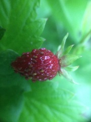 Fragaria vesca americana
