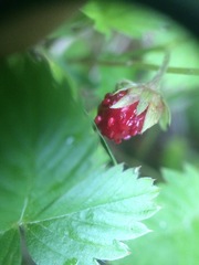 Fragaria vesca americana