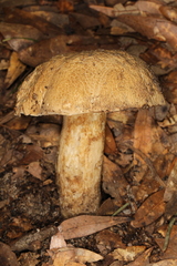 Boletus variipes