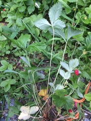 Fragaria vesca americana