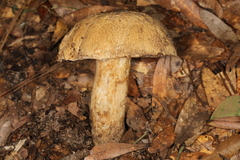 Boletus variipes