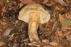 Boletus variipes