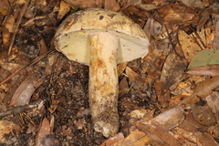Boletus variipes