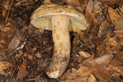 Boletus variipes