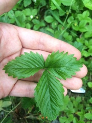 Fragaria vesca americana