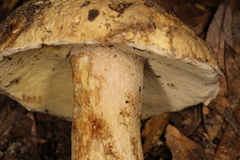 Boletus variipes