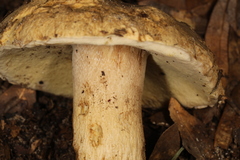 Boletus variipes