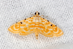 Notarcha aurolinealis