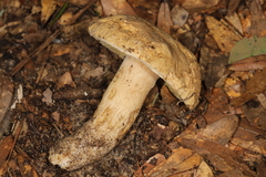 Boletus variipes