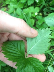 Fragaria vesca americana