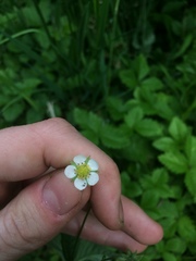 Fragaria vesca americana