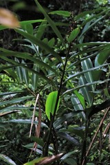 Alpinia caerulea
