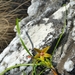 Ischnolepis graminifolia - Photo (c) Franck Rakotonasolo,  זכויות יוצרים חלקיות (CC BY-NC), הועלה על ידי Franck Rakotonasolo