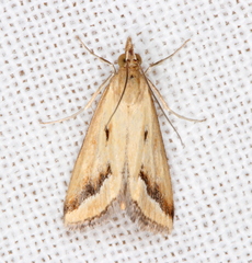 Achyra massalis