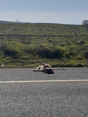 Canis aureus syriacus