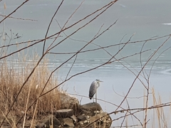 Ardea cinerea