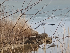 Ardea cinerea