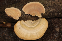 Trametes lactinea