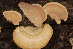 Trametes lactinea