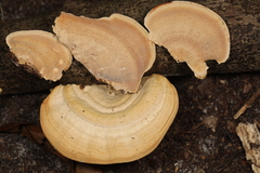 Trametes lactinea