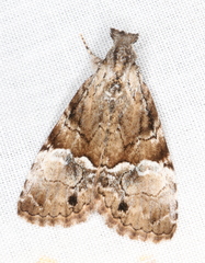 Alophosoma emmelopis