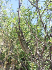 Deutoleon lineatus