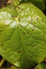 Phoma