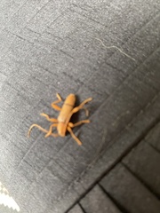 Xuthodes punctipennis