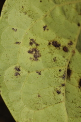 Phoma