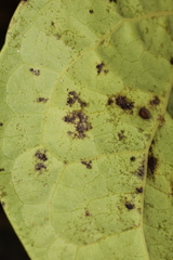 Phoma