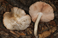Pluteus ephebeus