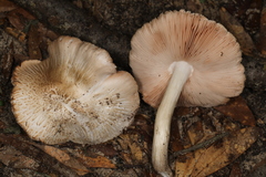 Pluteus ephebeus