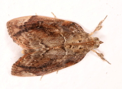 Crocidolomia suffusalis