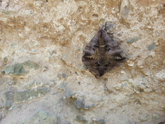 Marumba gaschkewitschii