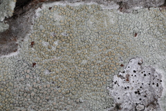 Lecanora louisianae