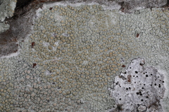 Lecanora louisianae