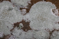 Lecanora louisianae